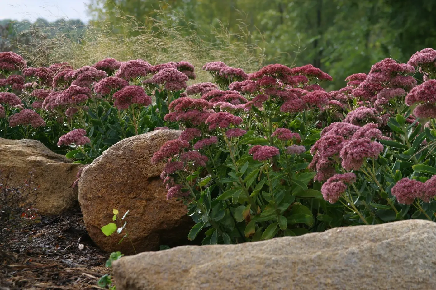 Landscape project by Landforms Design Inc in Cedar Rapids Iowa