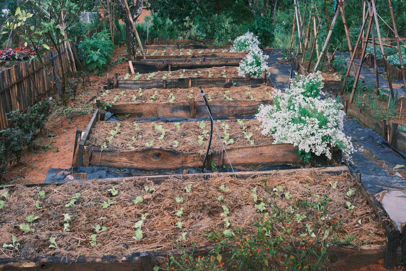 Planting and watering