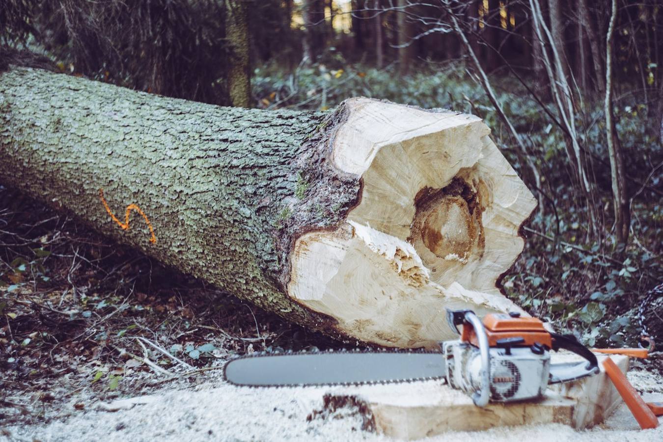 Tree care tools